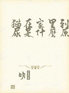 猫在家里到处乱尿是什么原因