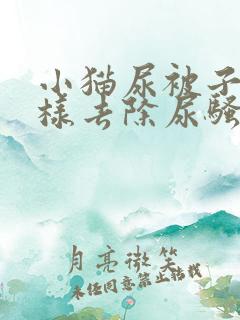 小猫尿被子上怎样去除尿骚味