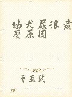 幼犬尿很黄是什么原因