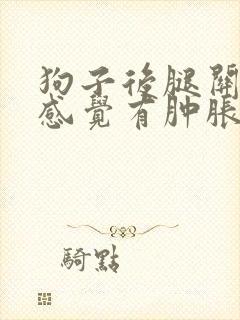 狗子后腿关节处感觉有肿胀