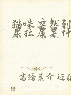 猫咪突然到处乱尿拉屎是什么原因