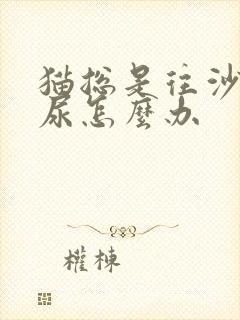 猫总是往沙发上尿怎么办