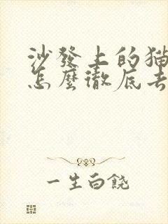 沙发上的猫尿味怎么彻底去除