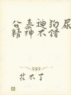 公泰迪狗尿血但精神不错