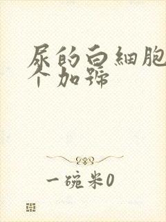 尿的白细胞有一个加号