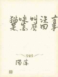 猫咪叫没有声音是怎么回事