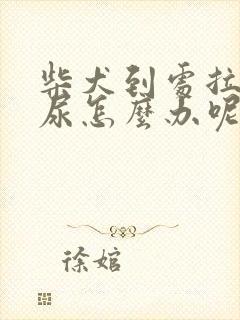 柴犬到处拉屎拉尿怎么办呢