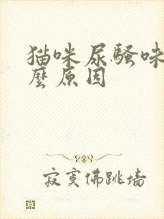 猫咪尿骚味重什么原因