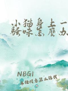 小猫身上一股尿骚味怎么办