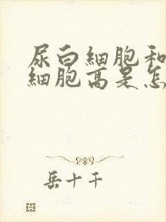 尿白细胞和尿红细胞高是怎么回事