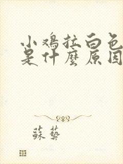 小鸡拉白色稀便是什么原因