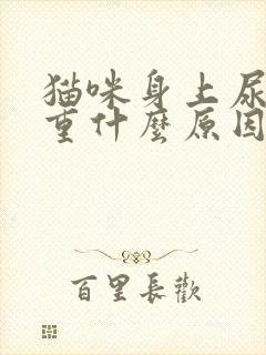 猫咪身上尿骚味重什么原因