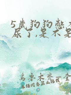 5岁狗狗憋不住尿了,是不是很老了