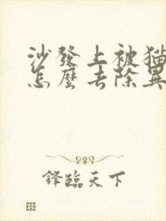 沙发上被猫尿了怎么去除异味