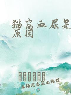 猫窝血尿是什么原因