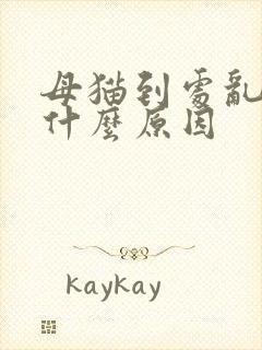 母猫到处乱尿是什么原因