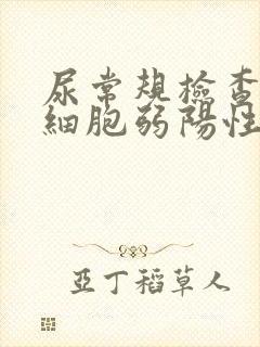 尿常规检查尿白细胞弱阳性