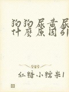 狗狗尿黄尿血是什么原因引起的