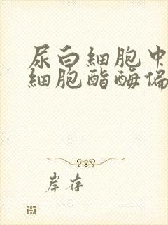 尿白细胞中性粒细胞酯酶偏高