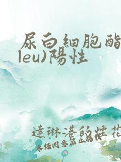 尿白细胞酯酶(leu)阳性
