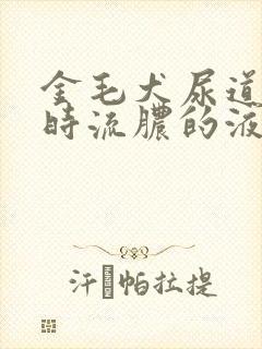 金毛犬尿道口有时流脓的液体