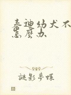 泰迪幼犬不喝水怎么办