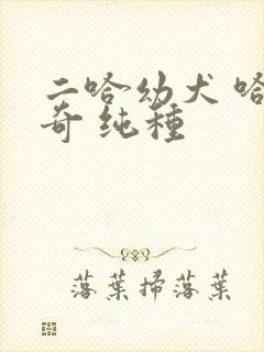 二哈幼犬 哈士奇 纯种