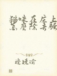 猫咪在床上拉尿怎么除去骚味