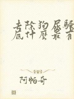 去除狗尿骚味到底什么最有效