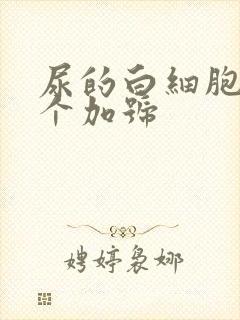 尿的白细胞有一个加号