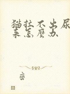 猫拉不出尿不出来怎么办