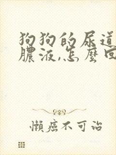 狗狗的尿道口有脓液,怎么回事儿