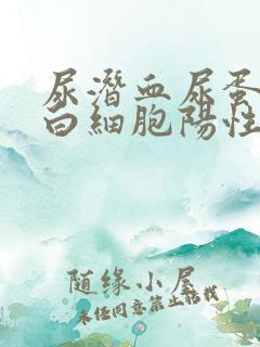 尿潜血尿蛋白尿白细胞阳性