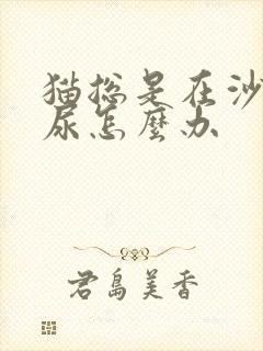 猫总是在沙发上尿怎么办