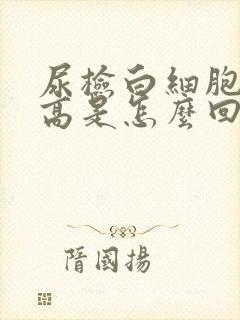 尿检白细胞镜检高是怎么回事