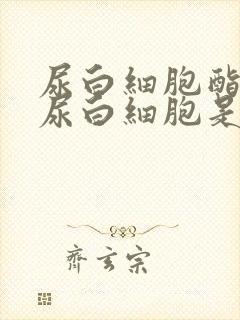 尿白细胞酯酶和尿白细胞是一个吗?