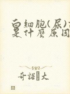 白细胞(尿)高是什么原因