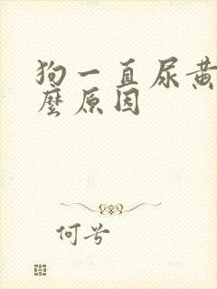 狗一直尿黄尿什么原因