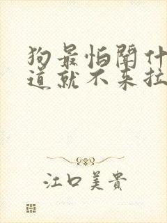 狗最怕闻什么味道就不来拉尿