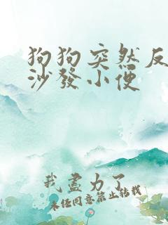 狗狗突然反常在沙发小便