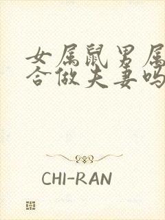 女属鼠男属兔适合做夫妻吗