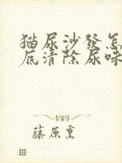 猫尿沙发怎么彻底清除尿味