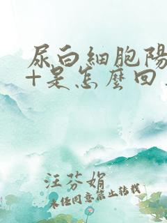 尿白细胞阳性2+是怎么回事