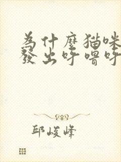 为什么猫咪一直发出呼噜呼噜的声音