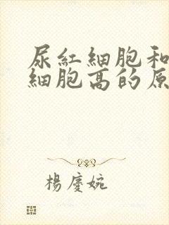 尿红细胞和尿白细胞高的原因