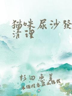 猫咪尿沙发怎么清理