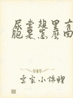 尿常规里有白细胞是怎么回事