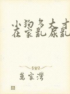 小狗多大才能不在家乱尿乱