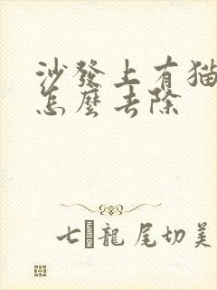 沙发上有猫尿味怎么去除