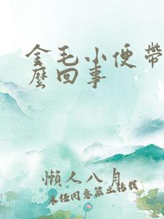 金毛小便带血怎么回事